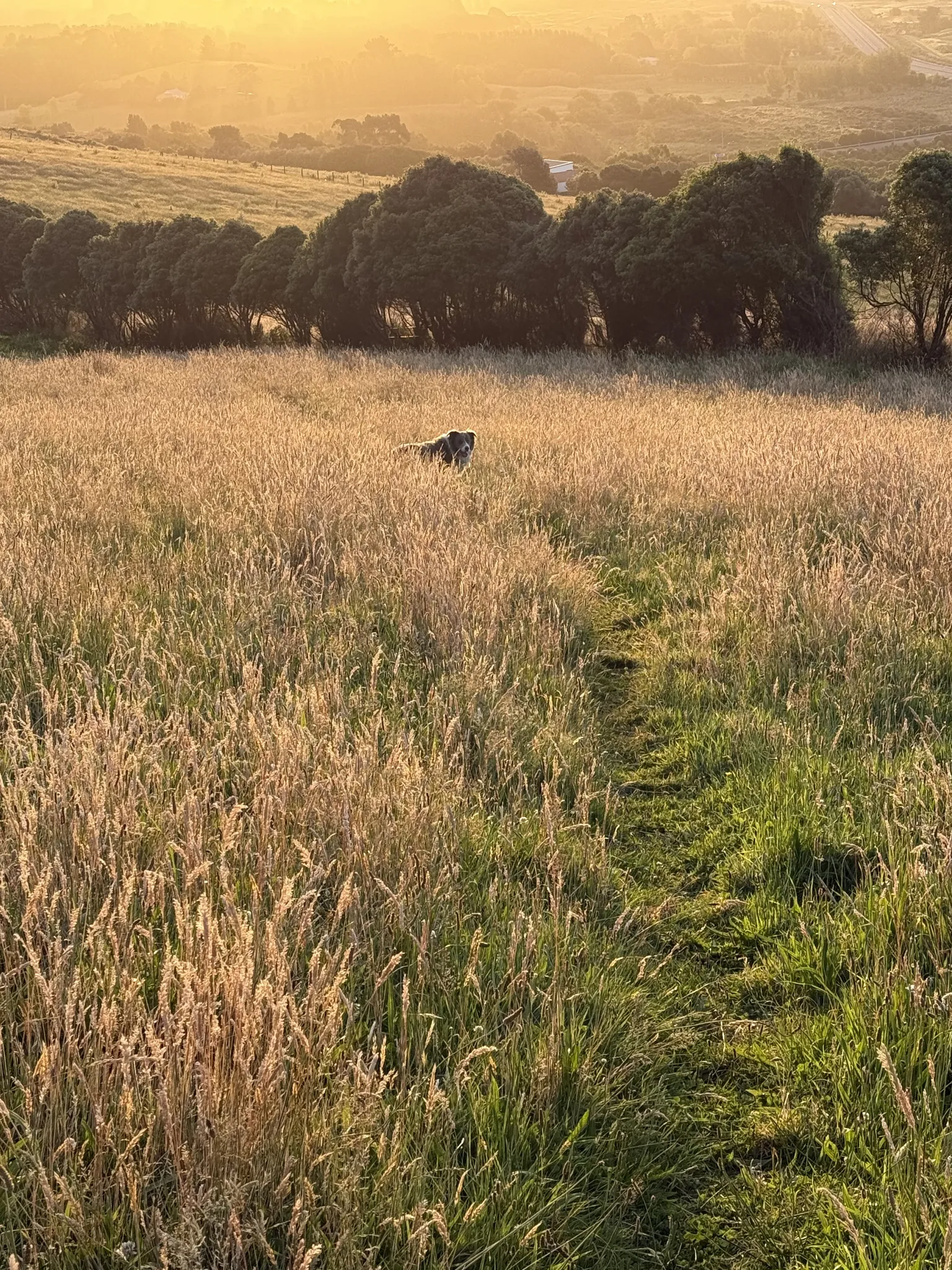 Sunlit grassy field with a narrow path and a dog in the distance